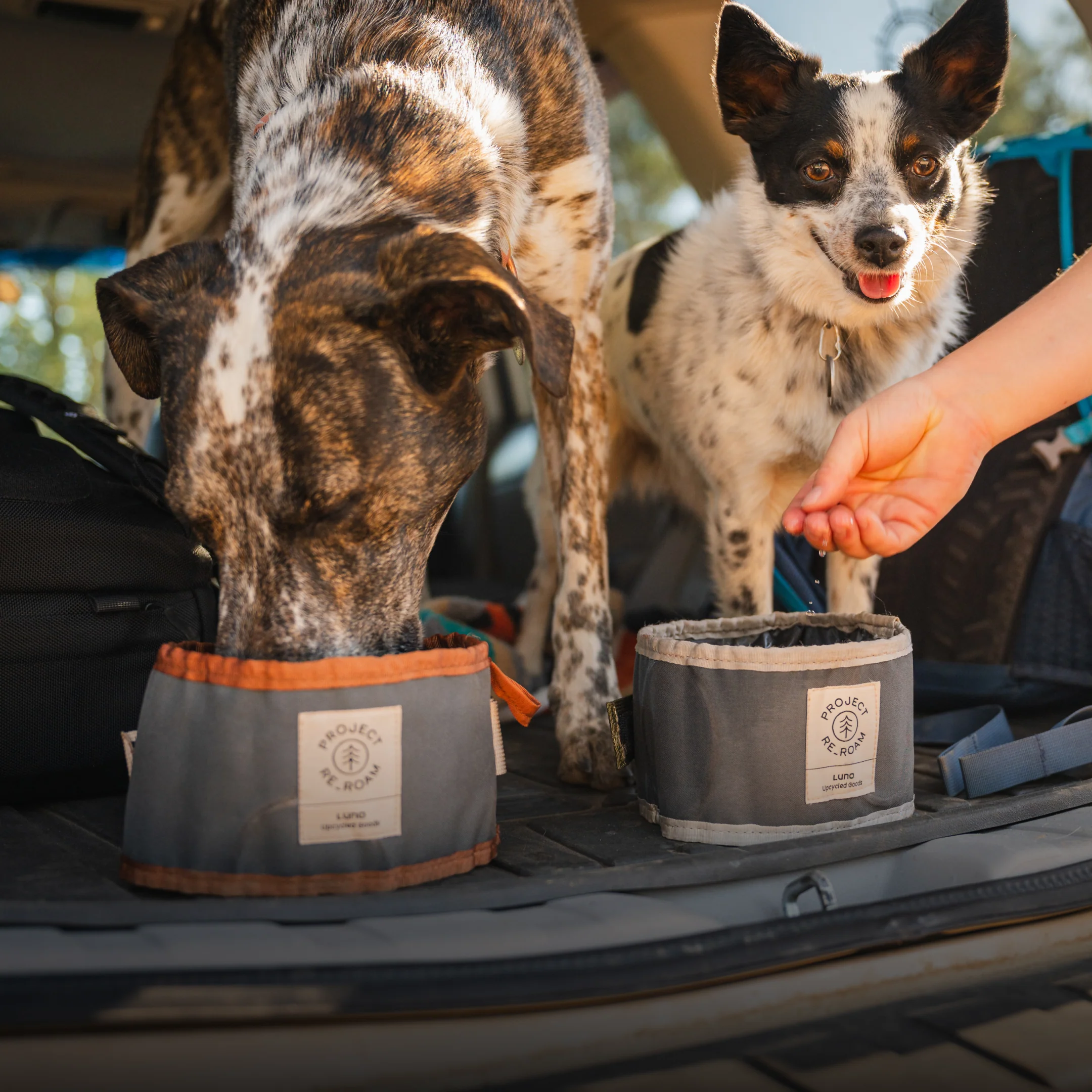 Collapsible Dog Bowl - Image 5