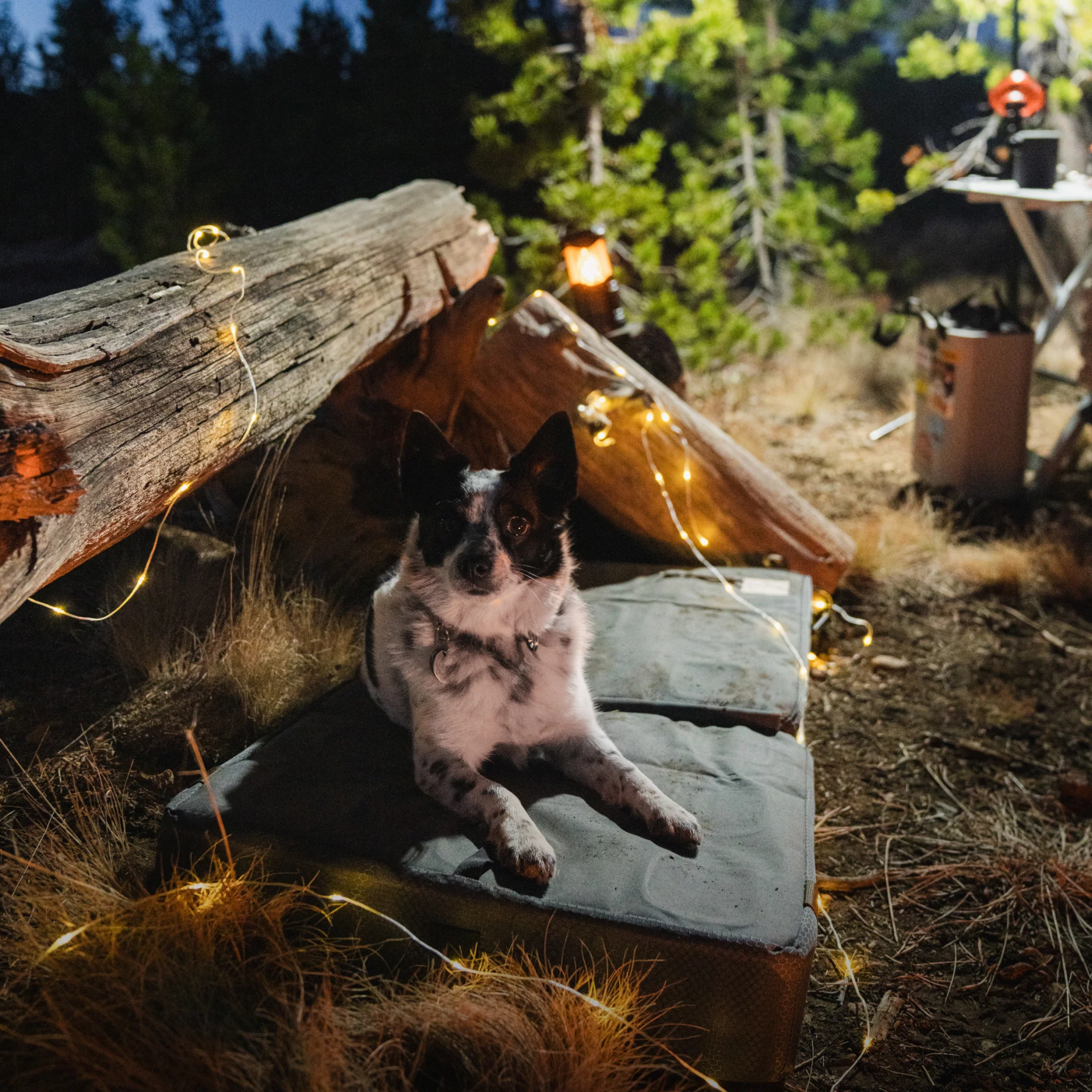 Pet Bed - Image 11