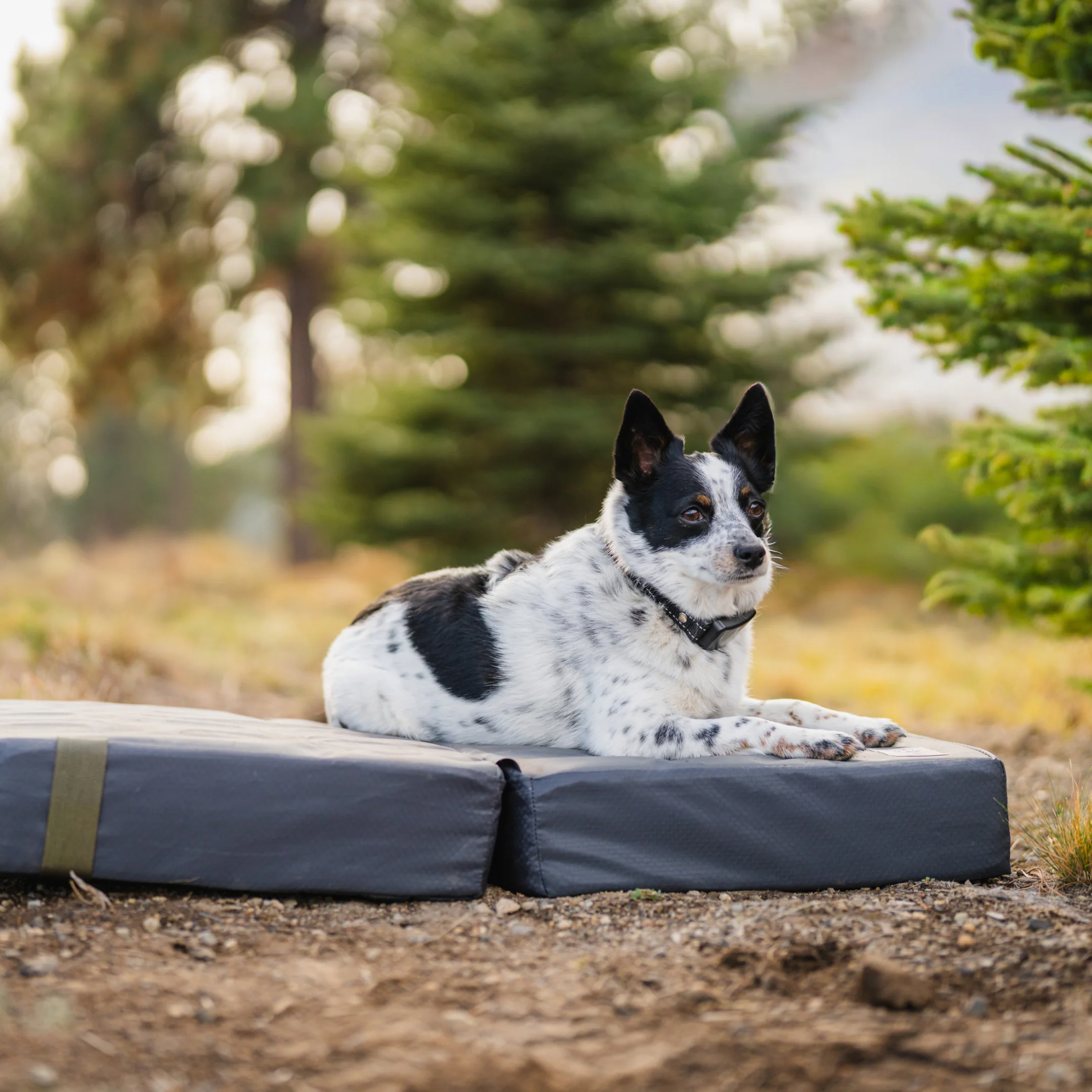 Pet Bed - Image 6